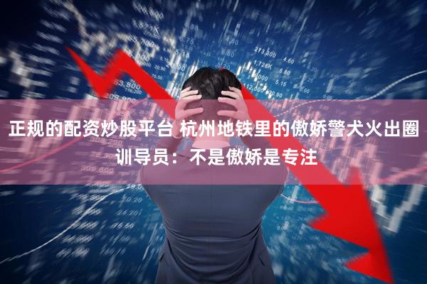 正规的配资炒股平台 杭州地铁里的傲娇警犬火出圈 训导员：不是傲娇是专注